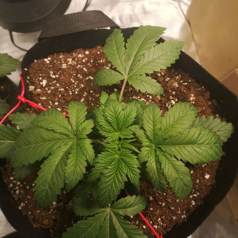 Grandaddy black growlog timeline photo