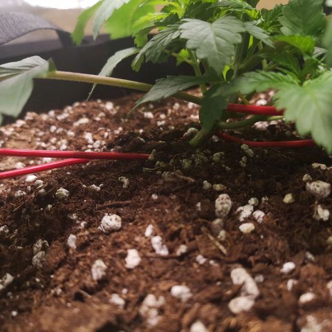 Grandaddy black growlog timeline photo