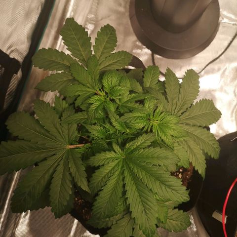 Northern Lights #5 growlog timeline photo