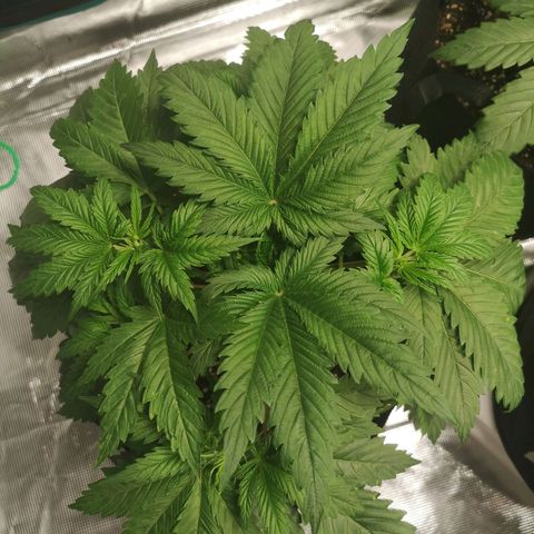 Northern Lights #5 growlog timeline photo