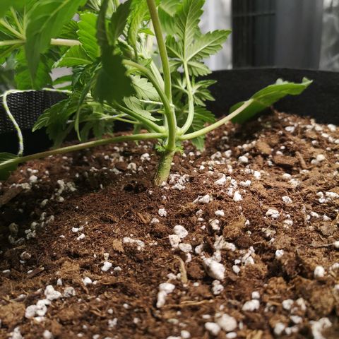Cheese growlog timeline photo