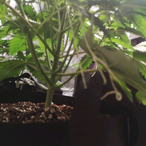 Cheese growlog timeline photo