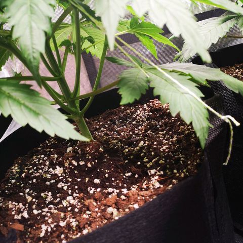 Cheese growlog timeline photo
