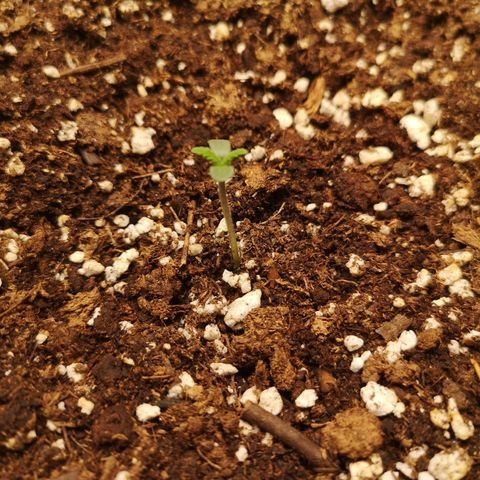 Europa Auto growlog timeline photo
