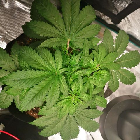 Northern Lights #5 growlog timeline photo