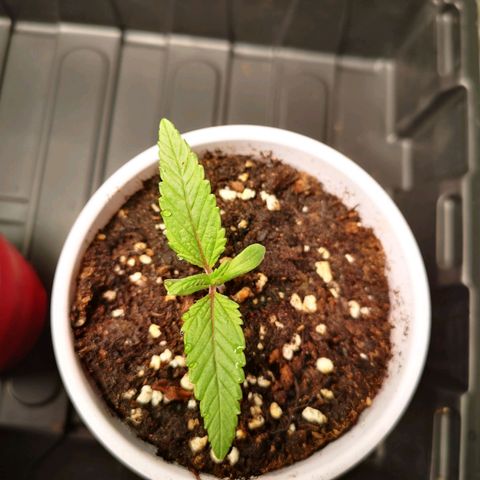 10th Planet growlog timeline photo