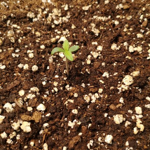 Banana hammock auto  growlog timeline photo