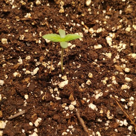 Europa Auto growlog timeline photo