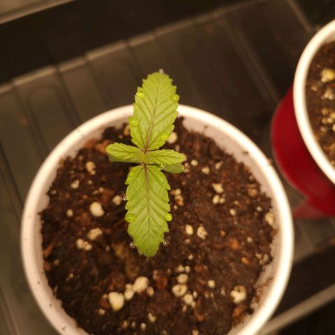 O. K. C growlog timeline photo