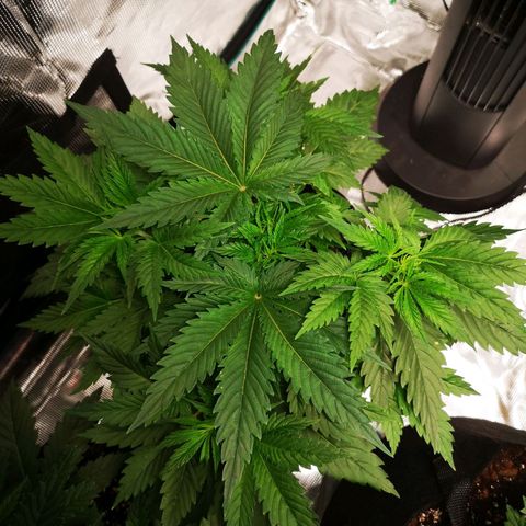 Cheese growlog timeline photo