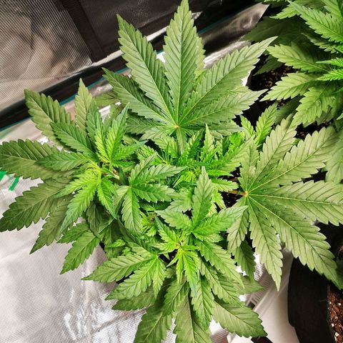 Northern Lights #5 growlog timeline photo