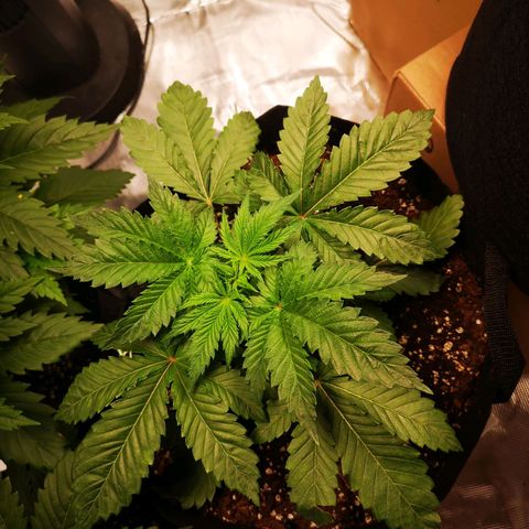 Grandaddy black growlog timeline photo