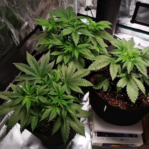 Cheese growlog timeline photo