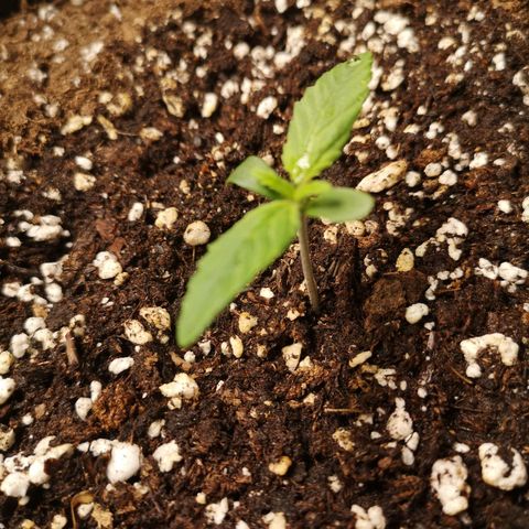 Europa Auto growlog timeline photo