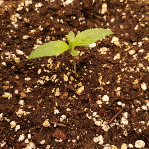 Banana hammock auto  growlog timeline photo