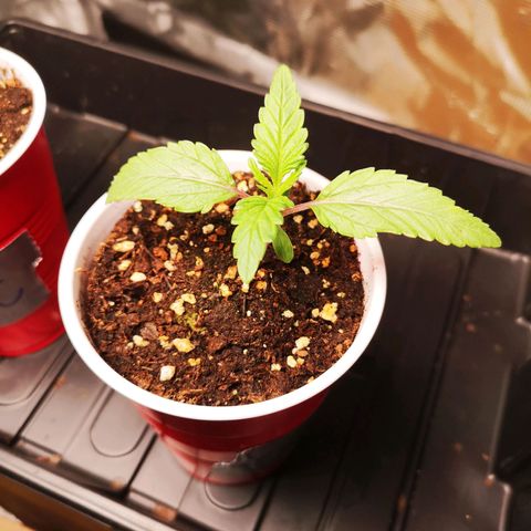 10th Planet growlog timeline photo