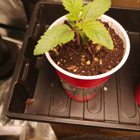 O. K. C growlog timeline photo