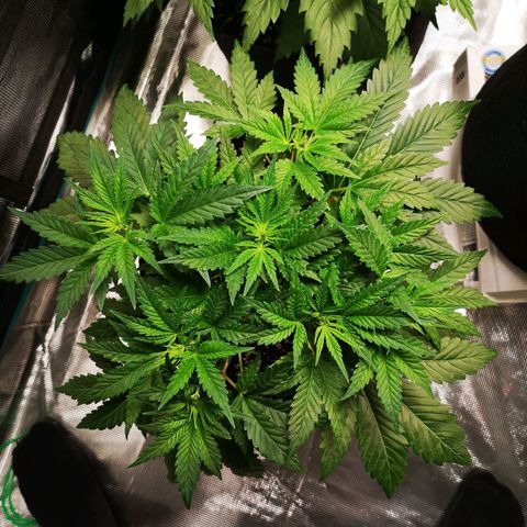 Northern Lights #5 growlog timeline photo