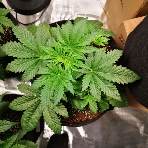 Grandaddy black growlog timeline photo