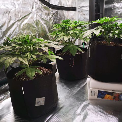 Cheese growlog timeline photo