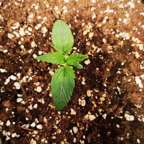 Banana hammock auto  growlog timeline photo