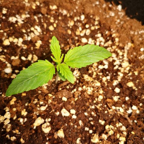 Europa Auto growlog timeline photo