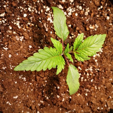 10th Planet growlog timeline photo
