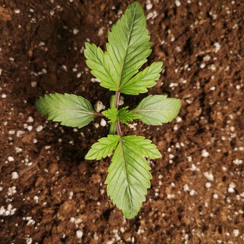 O. K. C growlog timeline photo