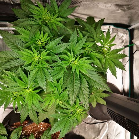 Cheese growlog timeline photo