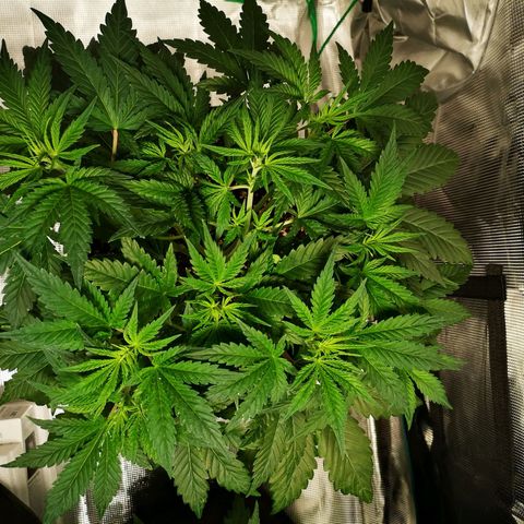 Northern Lights #5 growlog timeline photo