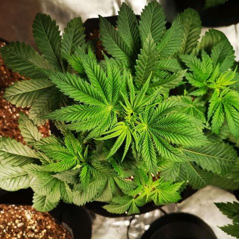 Grandaddy black growlog timeline photo