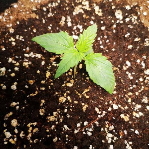 Banana hammock auto  growlog timeline photo