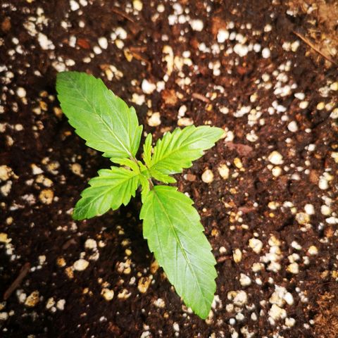 Europa Auto growlog timeline photo