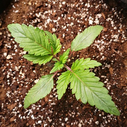 10th Planet growlog timeline photo