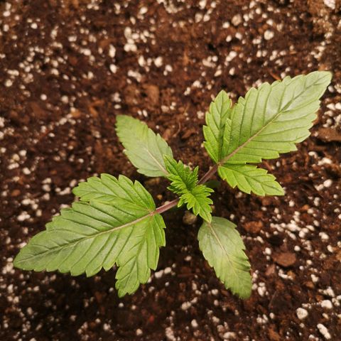 O. K. C growlog timeline photo