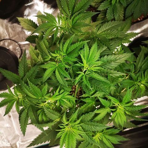 Cheese growlog timeline photo