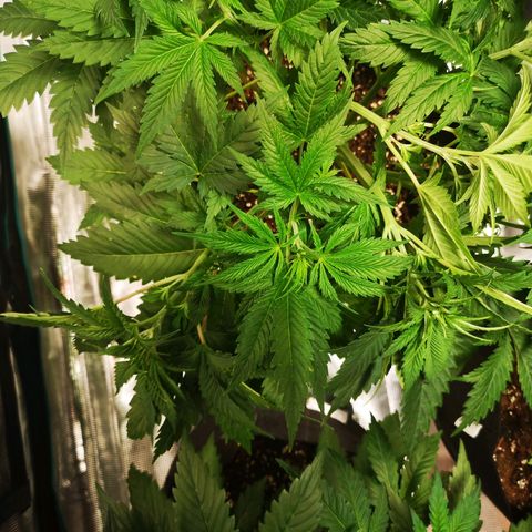 Cheese growlog timeline photo