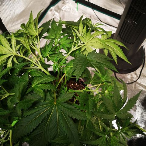Cheese growlog timeline photo