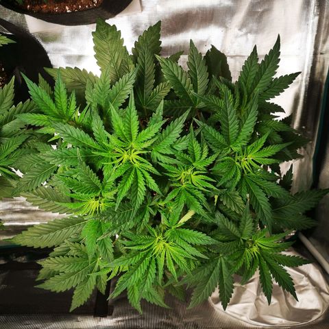 Northern Lights #5 growlog timeline photo
