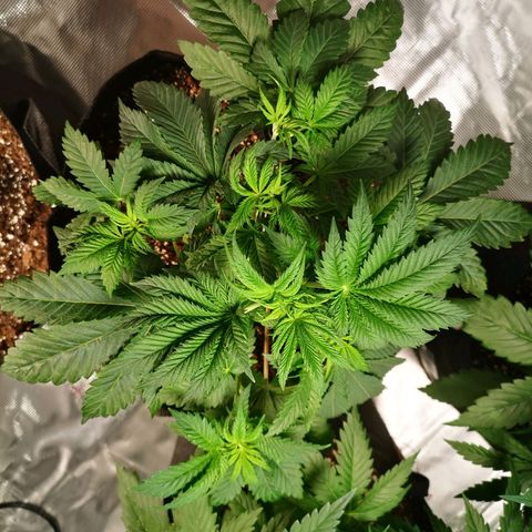 Grandaddy black growlog timeline photo