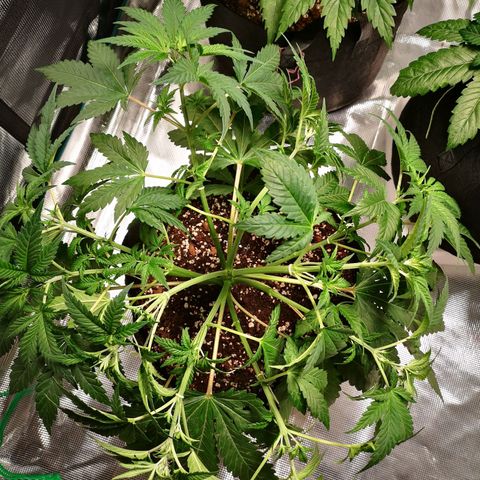 Northern Lights #5 growlog timeline photo