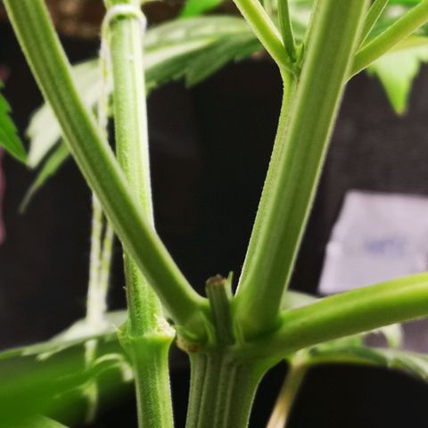 Northern Lights #5 growlog timeline photo