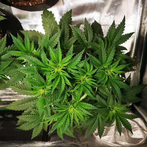 Northern Lights #5 growlog timeline photo
