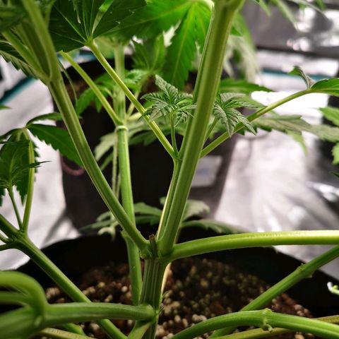 Northern Lights #5 growlog timeline photo