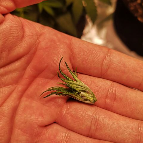 Grandaddy black growlog timeline photo