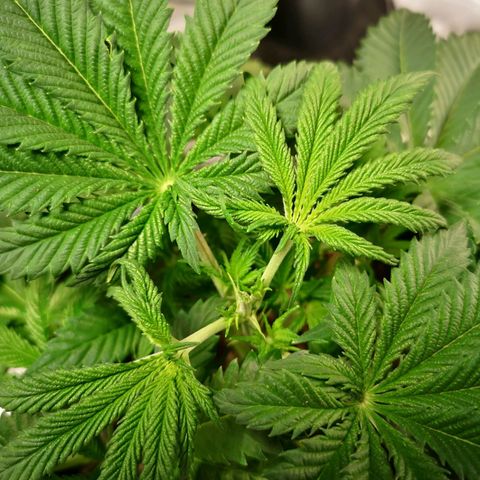Grandaddy black growlog timeline photo