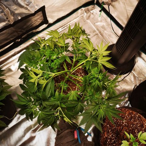 Cheese growlog timeline photo