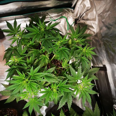 Northern Lights #5 growlog timeline photo