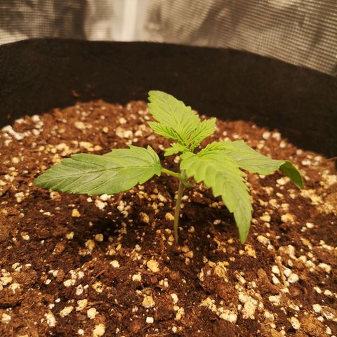 Banana hammock auto  growlog timeline photo