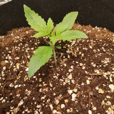 Europa Auto growlog timeline photo